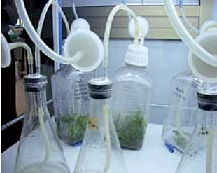 Biorreactor con Sistema de Inmersión Temporal