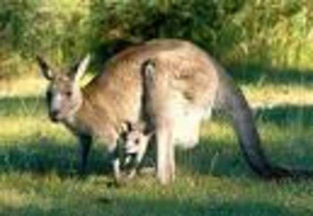 Biggest kangroo killed  in Cootamundra.