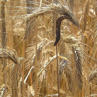 Timeline: ergotismo a lo largo de la historia