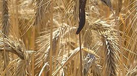 Timeline: ergotismo a lo largo de la historia