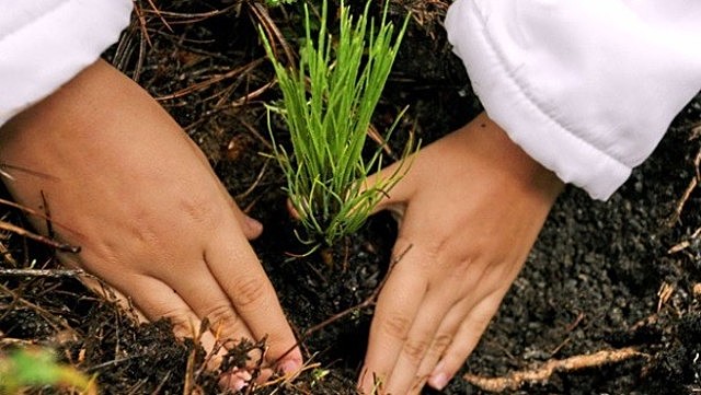Convención para la protección de plantas