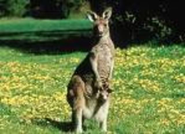 Biggest kangaroo killed in Cootamundra.