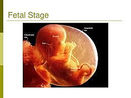 The Fetal stage