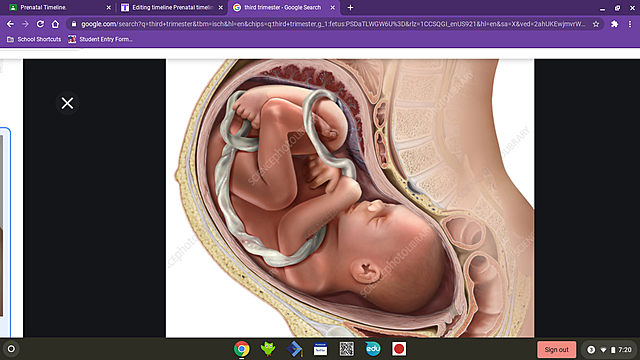 3rd trimester months 7-9