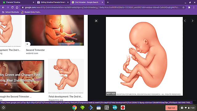 2nd trimester months 4-6