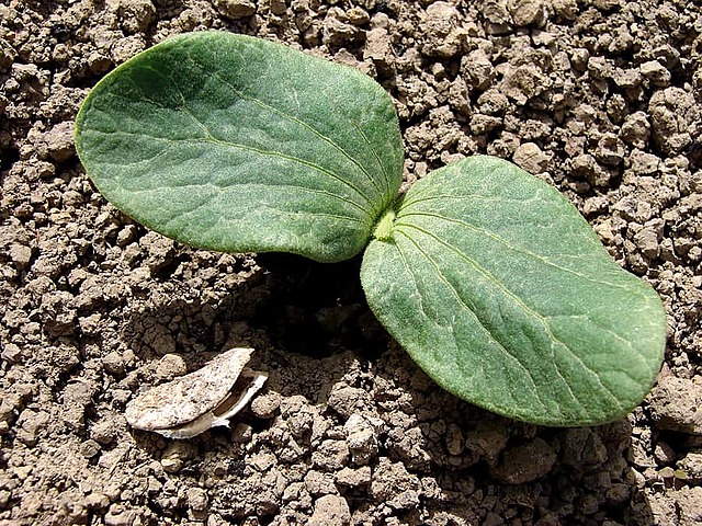 Seeds begin to sprout.