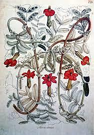 Expediciones botánicas y científicas al Nuevo Mundo.