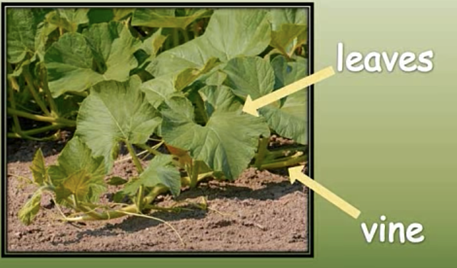 Leaves begin to grow.