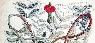 Expediciones botánicas y científicas