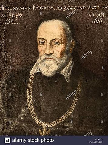 Girolamo Fabricius d´Acquapendente (1537-1619)