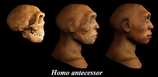 Homo antecessor