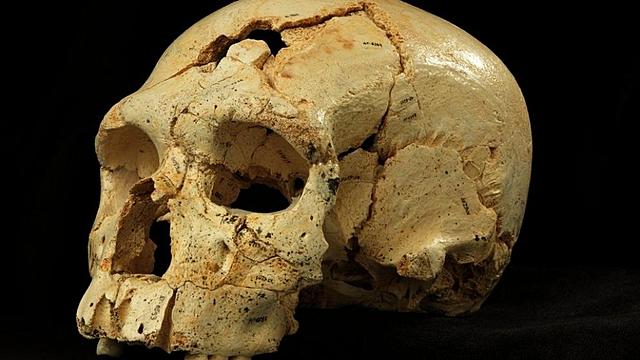 HOMO HEIDELBERGENSIS