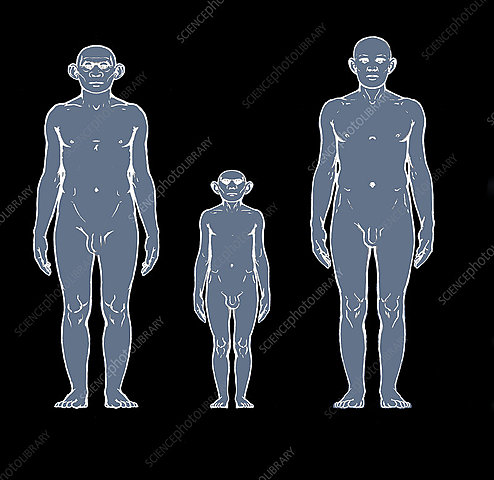 Homo floresiensis