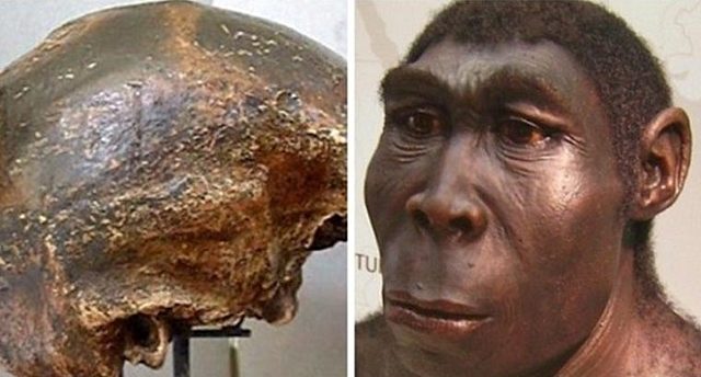 Homo soloensis