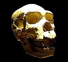 Homo heidelbergensis
