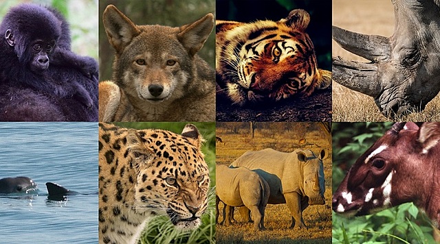 Extinction of Animals