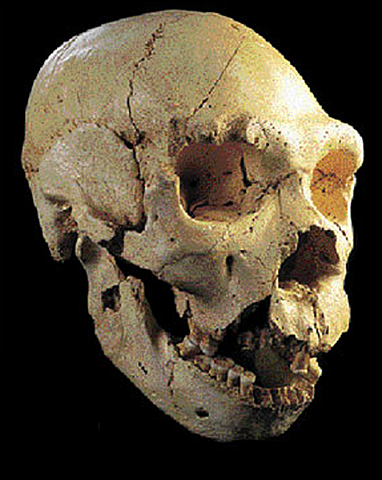 Homo heidelbergensis.