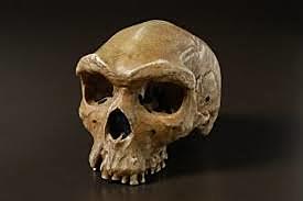 Homo heidelbergensis