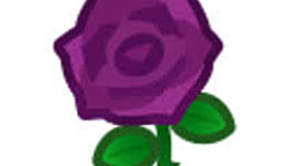 Timeline: The ballad of Rosie