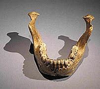 Homo heidelbergensis (encontrado en la Sima de los Huesos de Atapuerca)