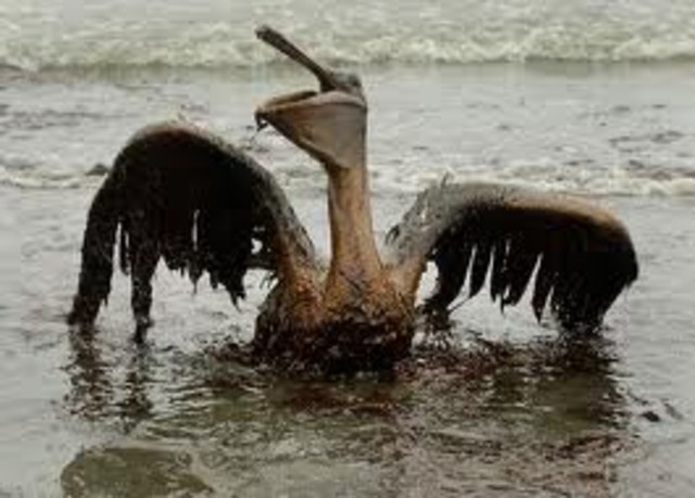 BP Oil Spill