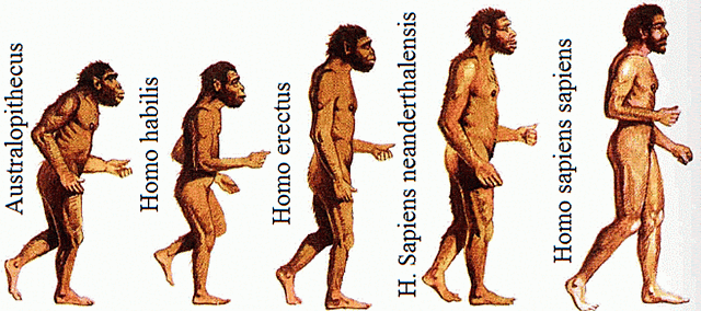 Homo de Cromañón (Homo sapiens sapiens)