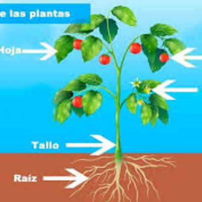 Timeline: PARTES DE LAS PLANTAS