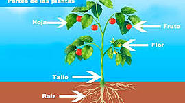 Timeline: PARTES DE LAS PLANTAS