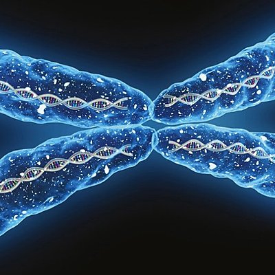 Timeline: TEORIA CROMOSÒMICA DE L'HERÈNCIA