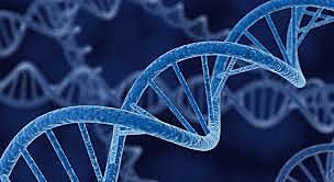 Oswald Avery y Maclyn Macarty descubren que el DNA es material genético