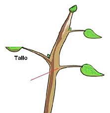 TALLO