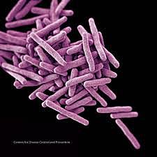 Se descubre el proceso de esporulación en Mycobacterium.