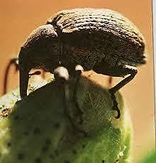 The Boll Weevil (G.A)