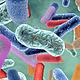 Bacterias