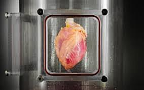 Desarrollo de células cardiacas en biorreactor