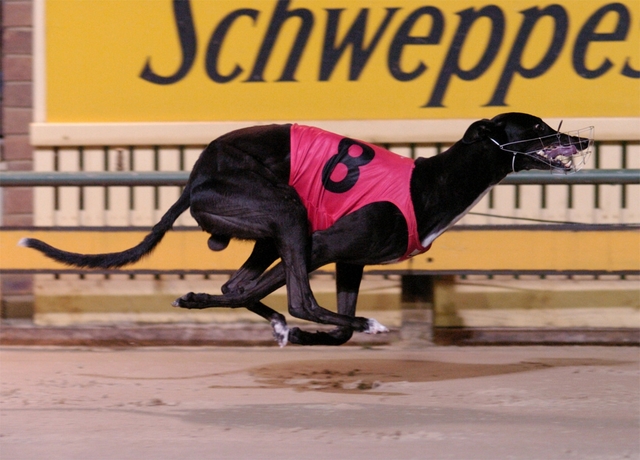 Greyhound racing