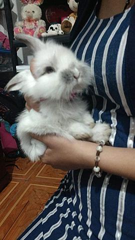 My rabbit