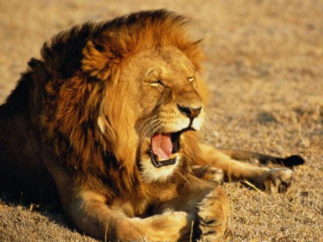 Lion escapes from cicus