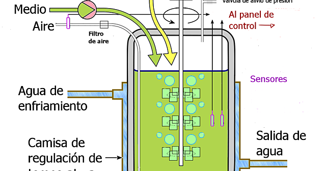 Técnica de Cultivo Sumergido para Elaboración de Penicilina
