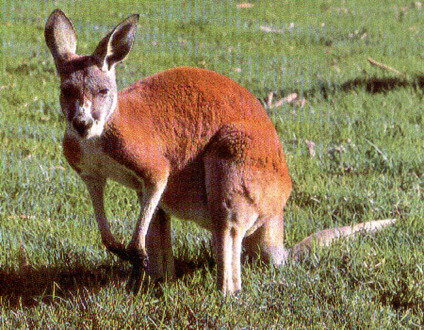biggest kangaroo killed in cootanundra
