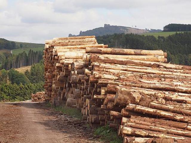 Wood becomes a major energy source