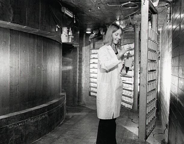 First nuclear reactor