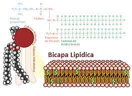 semana 3 bicapa de lipidos