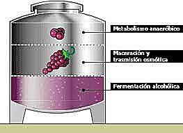 Fermentadores anaerobios