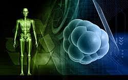 Biorreactor para el cultivo de células madre humanas