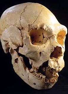 Homo heidelbergensis (encontrado en la Sima de los Huesos de Atapuerca)