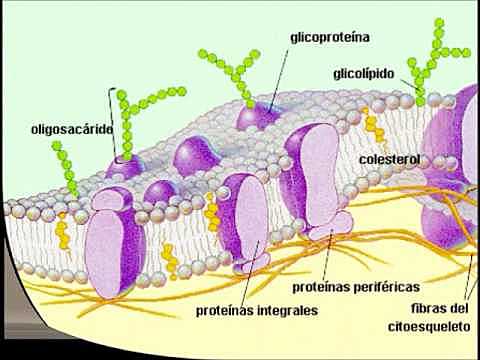 semana 4 colesterol