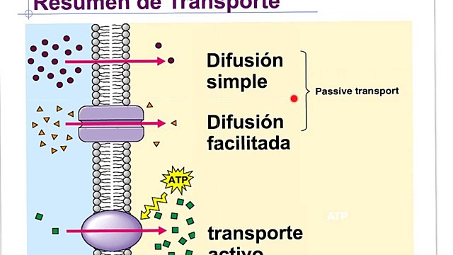 semana 4 transporte de la membrana celular