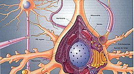 Timeline: UN POCO DE HISTORIA SOBRE LA CELULA