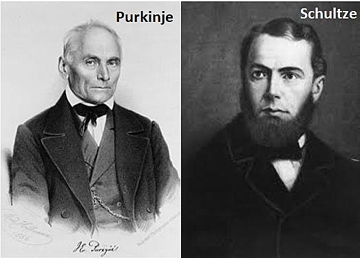 Jan Evangelista Purkinje